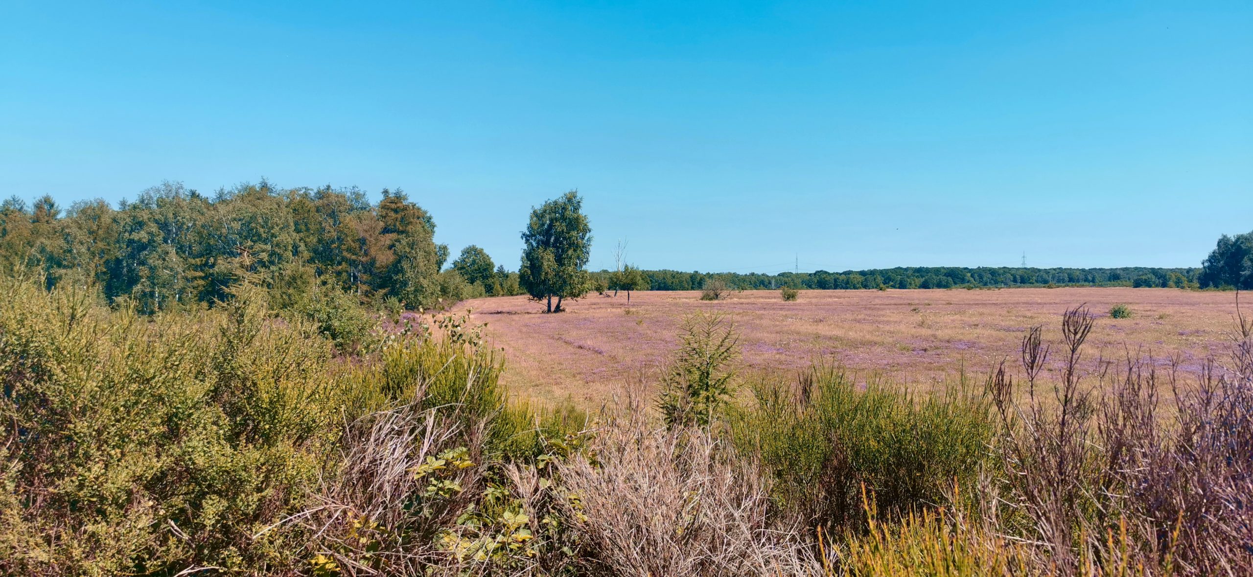 Wanderung im Naturschutzgebiet Drover Heide bavai's journey